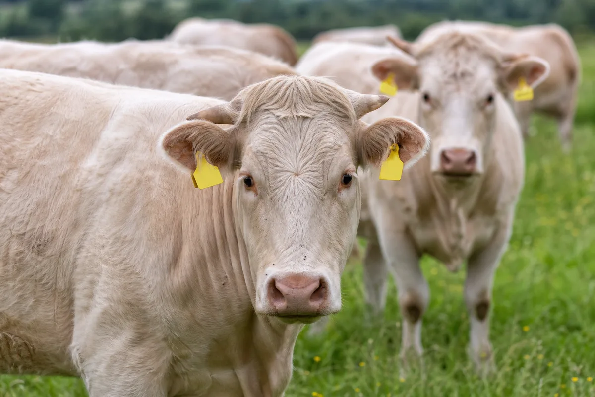 Boucles d&rsquo;identification jaunes sur des bovins au pâturage dans un élevage français